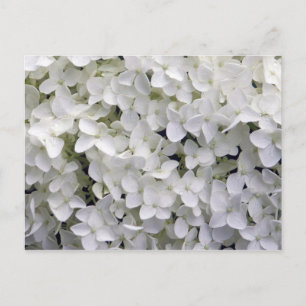 White Hydrangea Closeup Photo Briefkaart