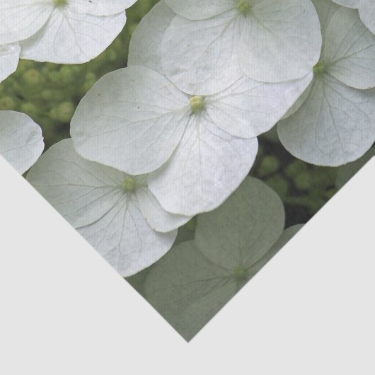  White Hydrangea Floral Foto Tissuepapier (Detail)