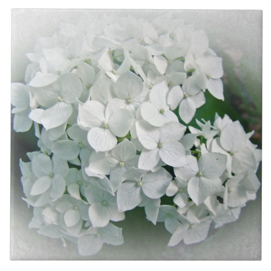 White Hydrangea Flowers Tegeltje (Voorkant)
