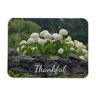 White Hydrangea Gratitude Magneet