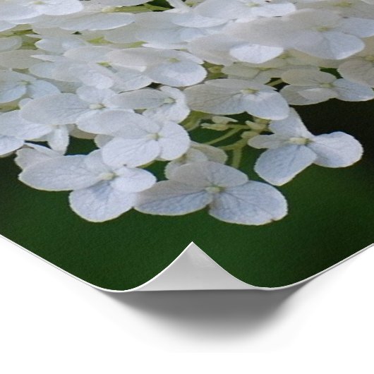 White Hydrangea Poster (Hoek)