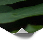 White Hydrangea Poster (Hoek)