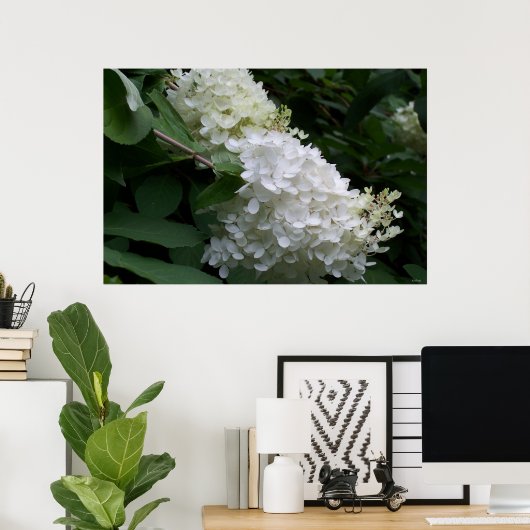 White Hydrangea Poster (Thuiskantoor)