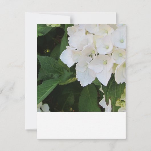 White Hydrangea RSVP Reply Kaart (Achterkant)