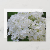 White Hydrangeas Briefkaart (Voorkant / Achterkant)