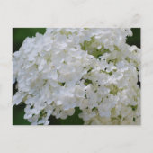 White Hydrangeas Briefkaart (Voorkant)