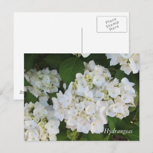 White Hydrangeas Briefkaart (Voorkant / Achterkant)