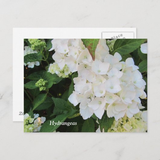 White Hydrangeas Briefkaart (Voorkant / Achterkant)