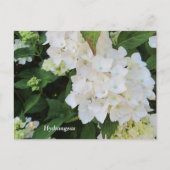 White Hydrangeas Briefkaart (Voorkant)