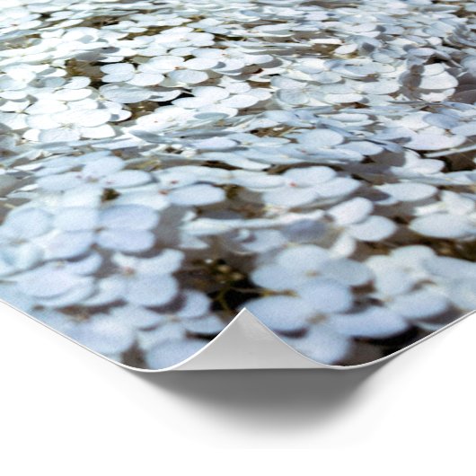 White Hydrangeas in Polen Poster (Hoek)