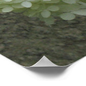 White Hydrangeas Poster Print (Hoek)