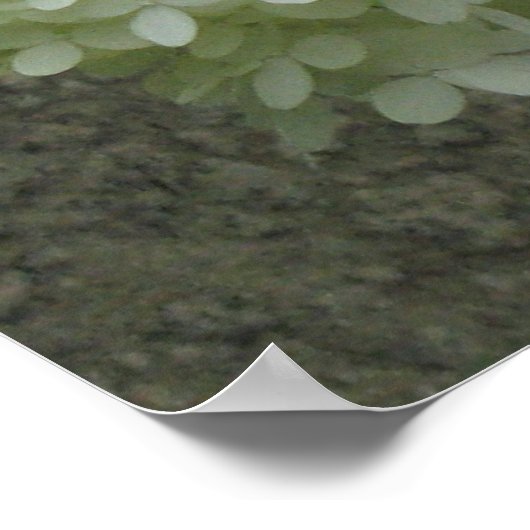 White Hydrangeas Poster Print (Hoek)