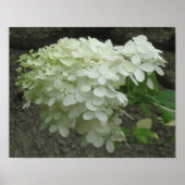White Hydrangeas Poster Print (Voorkant)