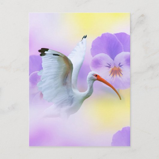 White Ibis and Pansies Briefkaart (Voorkant)