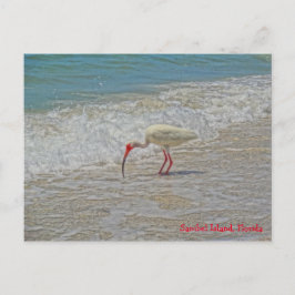 White Ibis Bird op Beach Sanibel Island Florida Briefkaart
