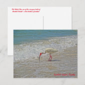 White Ibis Bird op Beach Sanibel Island Florida Briefkaart (Voorkant / Achterkant)