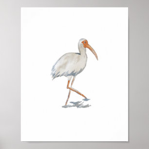 White Ibis Florida Bird Natuur Painting Poster