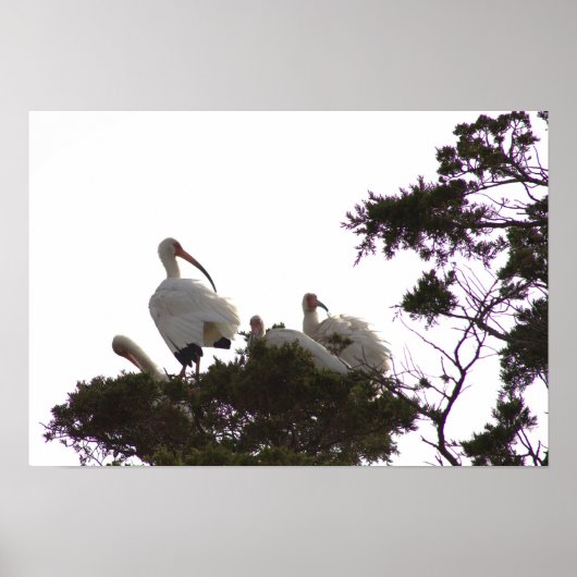 White Ibis in Tree Poster (Voorkant)
