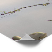 White Ibis in Tree Poster (Hoek)