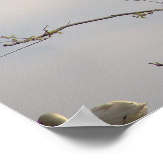 White Ibis in Tree Poster (Hoek)