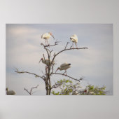 White Ibis in Tree Poster (Voorkant)