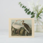 White Ibis - John James Audubon's Birds of America Briefkaart (Staand voorkant)