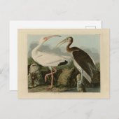 White Ibis - John James Audubon's Birds of America Briefkaart (Voorkant / Achterkant)