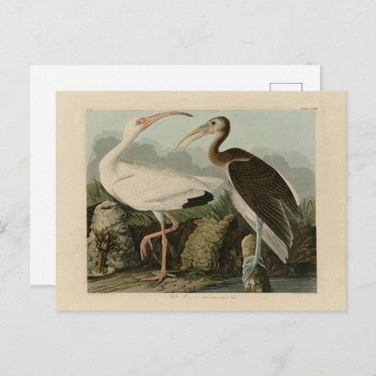 White Ibis - John James Audubon's Birds of America Briefkaart (Voorkant / Achterkant)