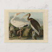 White Ibis - John James Audubon's Birds of America Briefkaart (Voorkant)