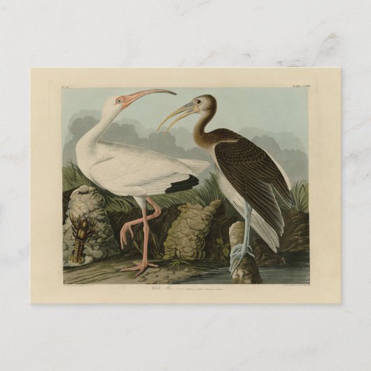 White Ibis - John James Audubon's Birds of America Briefkaart (Voorkant)