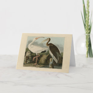 White Ibis - John James Audubon's Birds of America Kaart