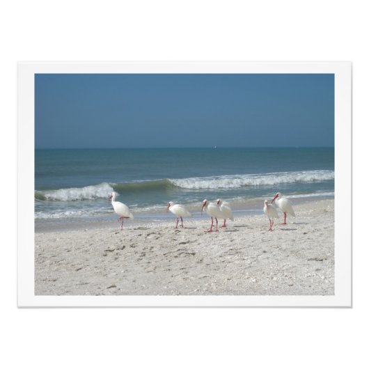 White Ibis on Pink Sandy Beach Foto Afdruk (Voorkant)