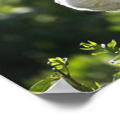 White Ibis Poster (Hoek)