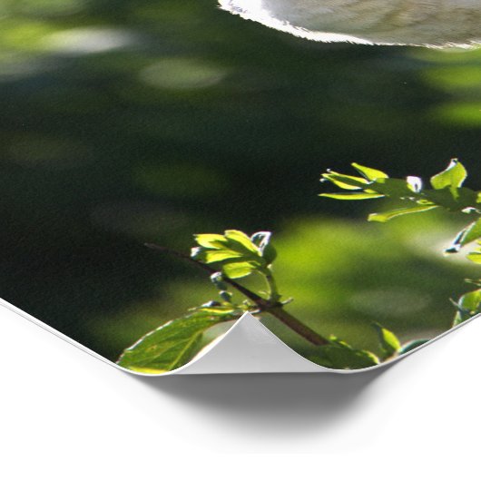 White Ibis Poster (Hoek)