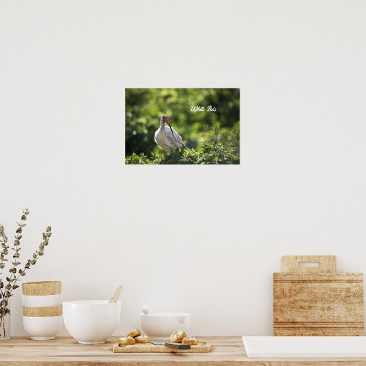 White Ibis Poster (Keuken)