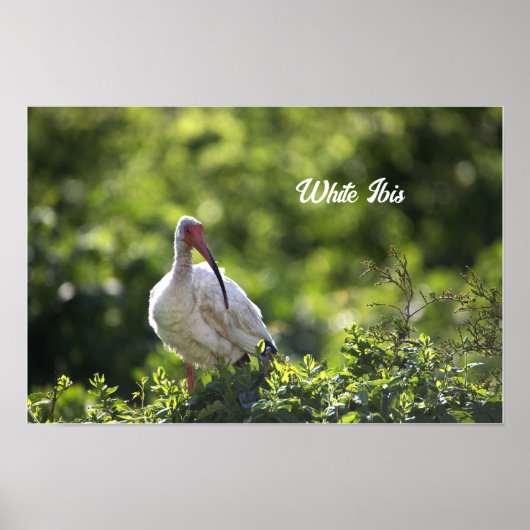 White Ibis Poster (Voorkant)