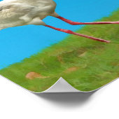 White Ibis Print (Hoek)