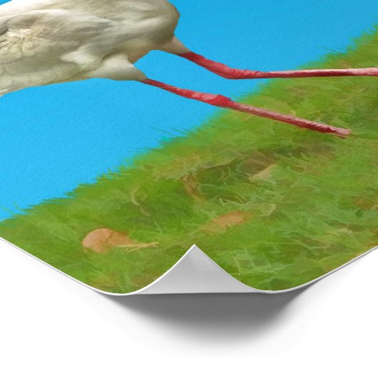 White Ibis Print (Hoek)