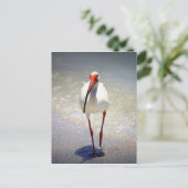 White Ibis Strut Briefkaart (Staand voorkant)