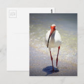 White Ibis Strut Briefkaart (Voorkant / Achterkant)