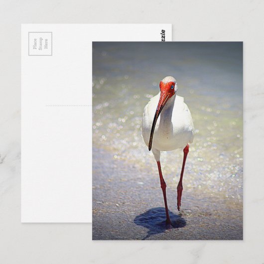 White Ibis Strut Briefkaart (Voorkant / Achterkant)