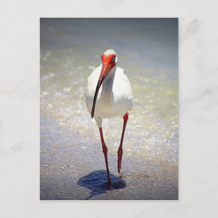 White Ibis Strut Briefkaart