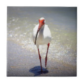 White Ibis Strut Tegeltje (Voorkant)