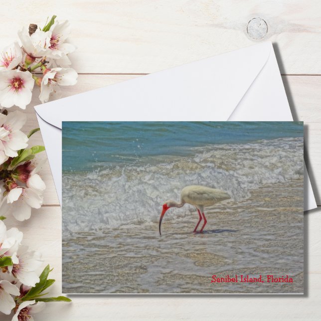 White Ibis Wading Bird op Sanibel Island Florida (Creator heeft geüpload)