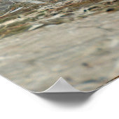 White Ibus Shore Vissen (Eudocimus albus) Poster (Hoek)