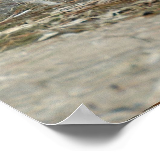 White Ibus Shore Vissen (Eudocimus albus) Poster (Hoek)