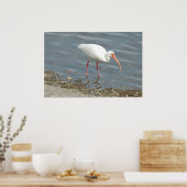 White Ibus Shore Vissen (Eudocimus albus) Poster (Keuken)