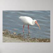 White Ibus Shore Vissen (Eudocimus albus) Poster (Voorkant)