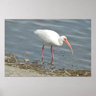White Ibus Shore Vissen (Eudocimus albus) Poster