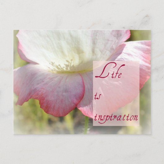 White Iceland Poppy - Life is Inspiration Post Kaa Briefkaart (Voorkant)